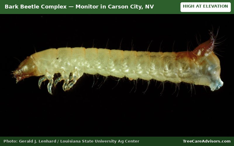 Bark Beetle Complex  -  active in Carson City, NV