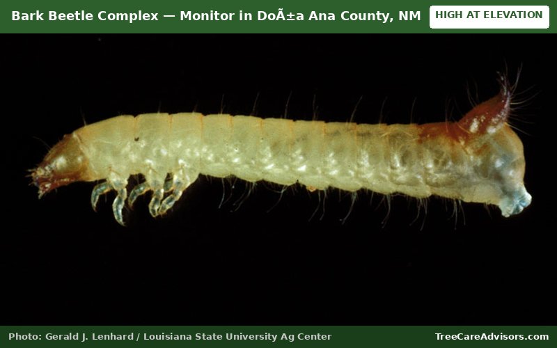 Bark Beetle Complex  -  active in DoÃ±a Ana County, NM