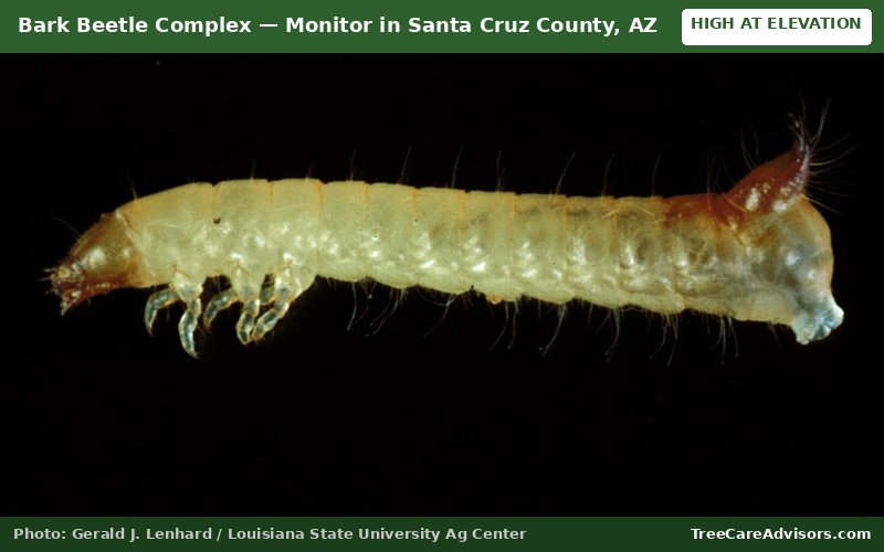 Bark Beetle Complex  -  active in Santa Cruz County, AZ