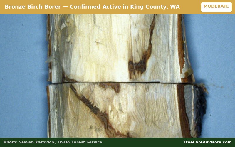 Bronze Birch Borer  -  active in King County, WA