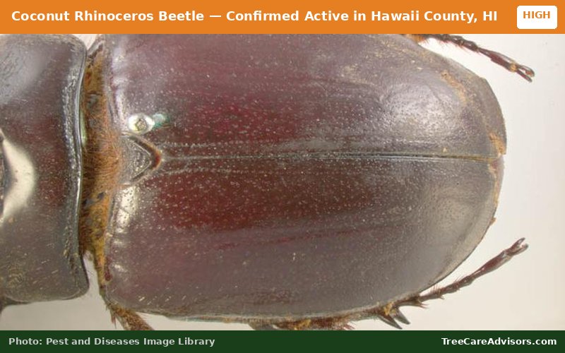 Coconut Rhinoceros Beetle  -  active in Hawaii County, HI