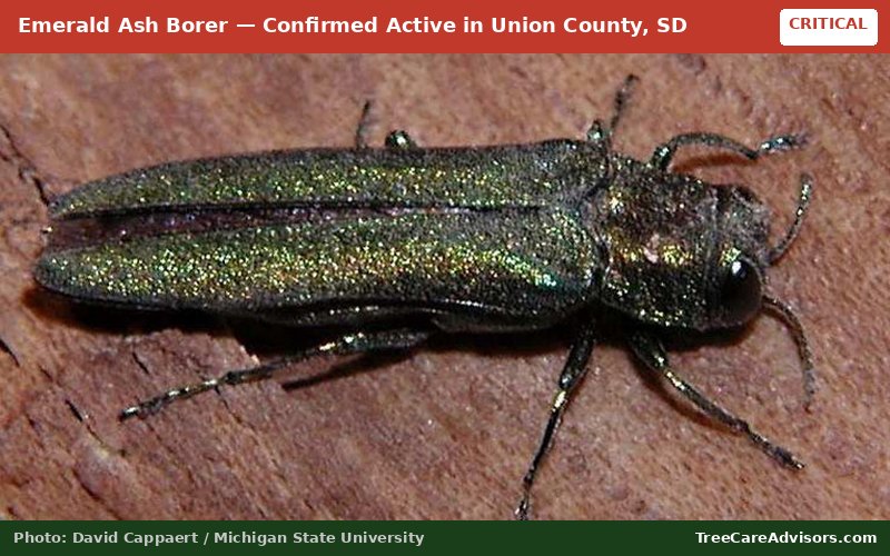 Emerald Ash Borer  -  active in Union County, SD