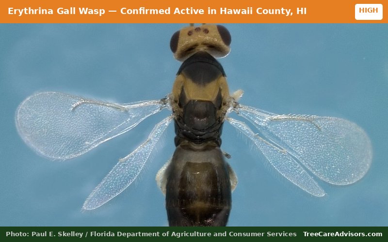 Erythrina Gall Wasp  -  active in Hawaii County, HI