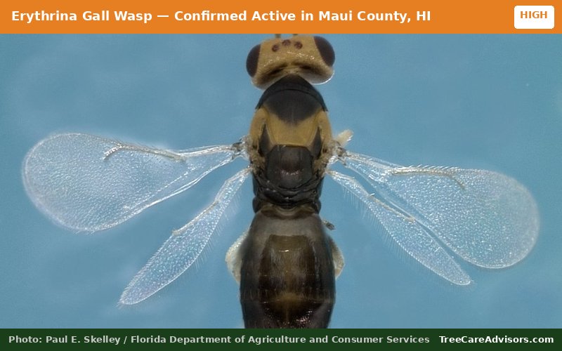 Erythrina Gall Wasp  -  active in Maui County, HI