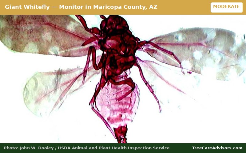 Giant Whitefly  -  active in Maricopa County, AZ