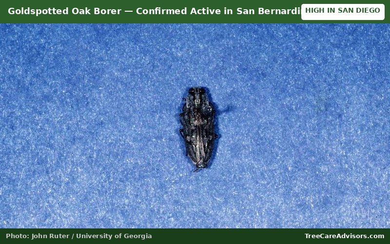 Goldspotted Oak Borer  -  active in San Bernardino County, CA