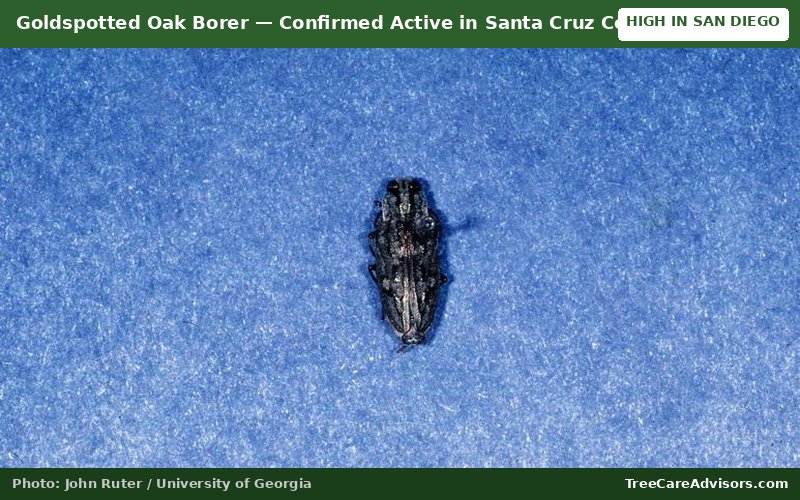 Goldspotted Oak Borer  -  active in Santa Cruz County, CA