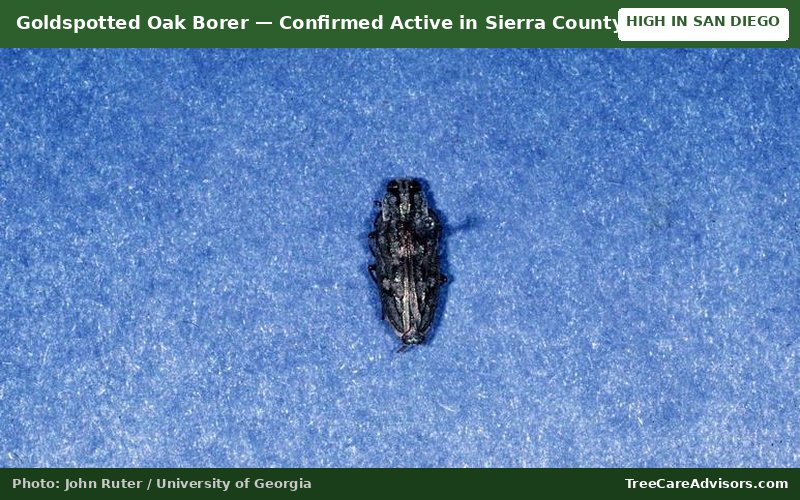 Goldspotted Oak Borer  -  active in Sierra County, CA