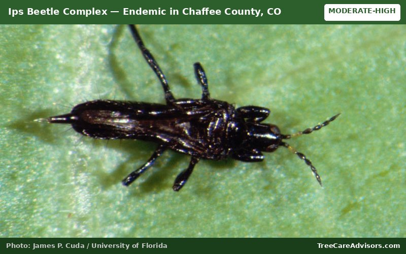 Ips Beetle Complex  -  active in Chaffee County, CO