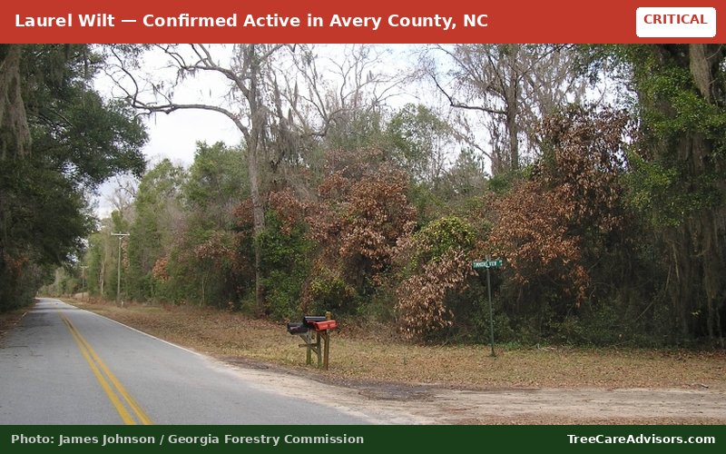 Laurel Wilt  -  active in Avery County, NC