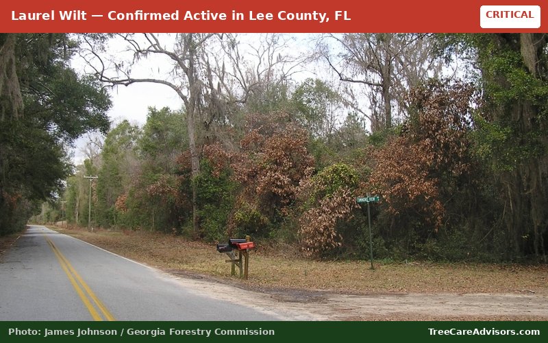 Laurel Wilt  -  active in Lee County, FL