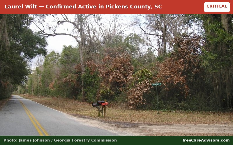 Laurel Wilt  -  active in Pickens County, SC