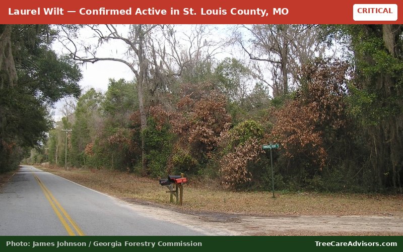 Laurel Wilt  -  active in St. Louis County, MO