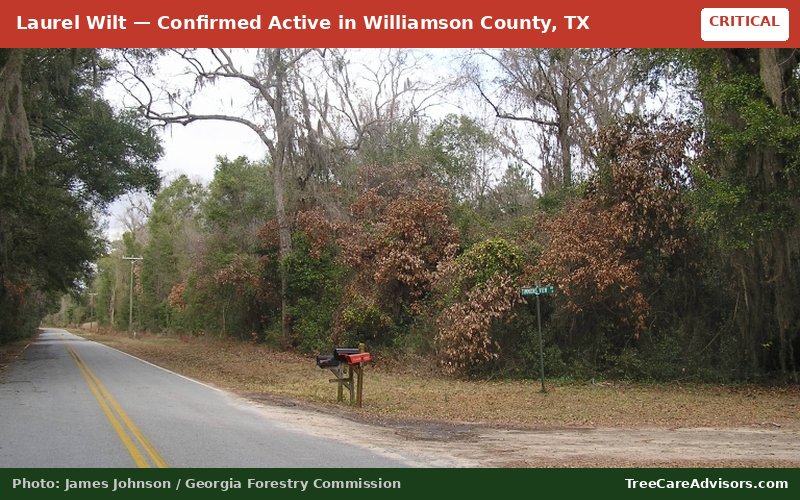 Laurel Wilt  -  active in Williamson County, TX