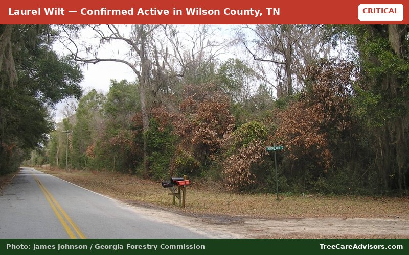Laurel Wilt  -  active in Wilson County, TN