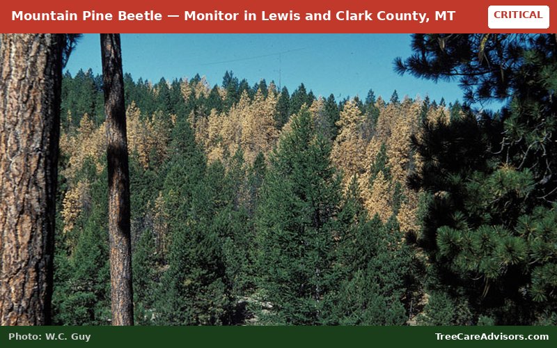 Mountain Pine Beetle  -  active in Lewis and Clark County, MT
