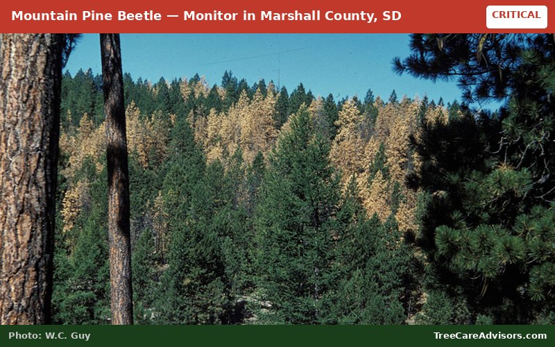 Mountain Pine Beetle  -  active in Marshall County, SD