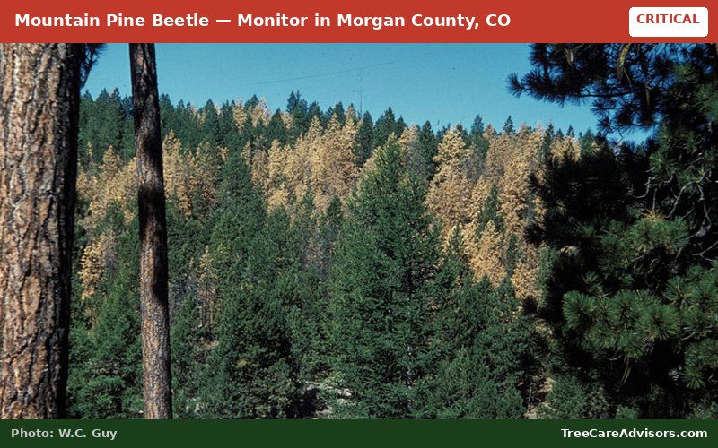 Mountain Pine Beetle  -  active in Morgan County, CO