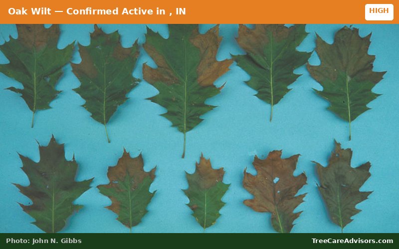 Oak Wilt  -  active in , IN