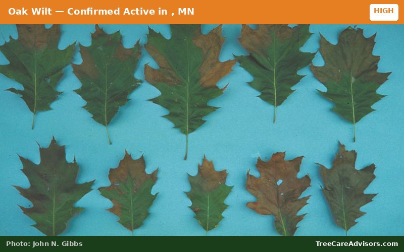 Oak Wilt  -  active in , MN