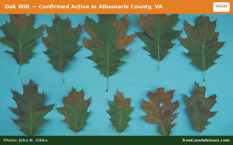Oak Wilt  -  active in Albemarle County, VA
