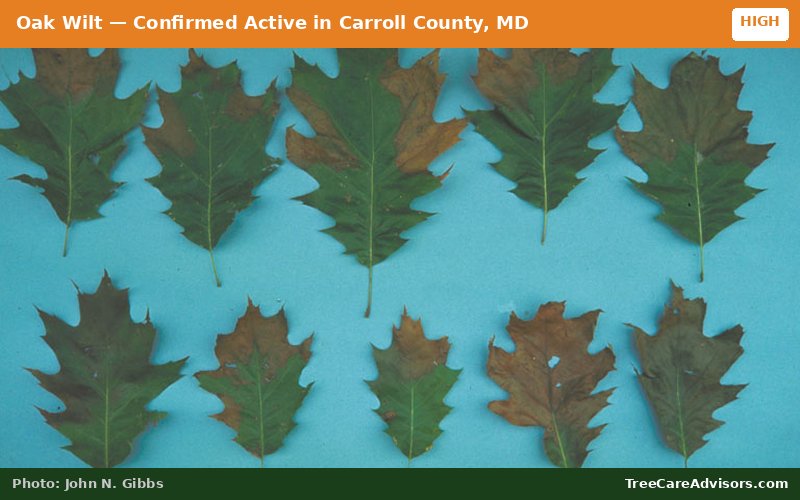 Oak Wilt  -  active in Carroll County, MD