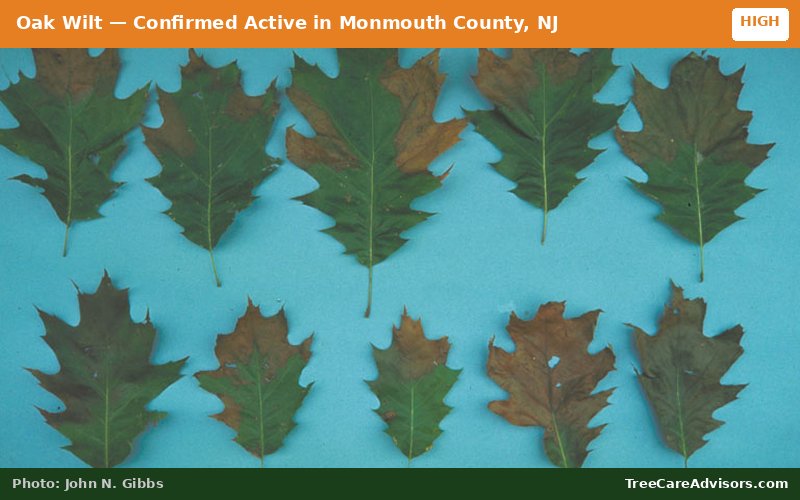 Oak Wilt  -  active in Monmouth County, NJ