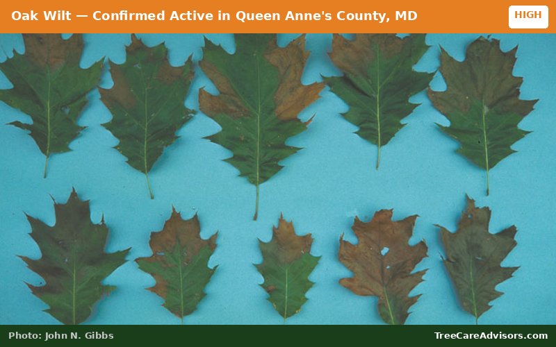 Oak Wilt  -  active in Queen Anne's County, MD