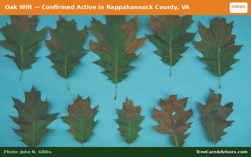 Oak Wilt  -  active in Rappahannock County, VA