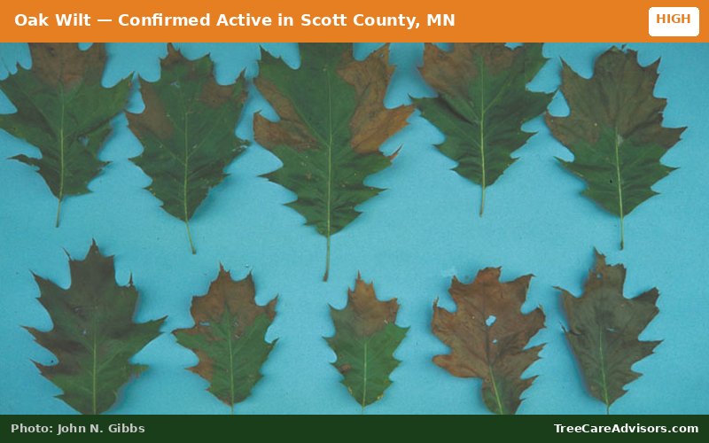 Oak Wilt  -  active in Scott County, MN