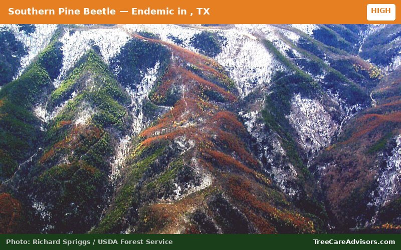 Southern Pine Beetle  -  active in , TX