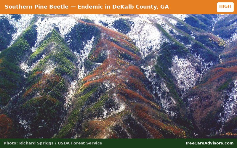 Southern Pine Beetle  -  active in DeKalb County, GA