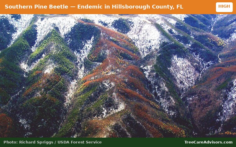 Southern Pine Beetle  -  active in Hillsborough County, FL