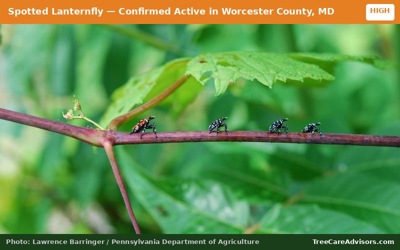 Spotted Lanternfly  -  active in Worcester County, MD