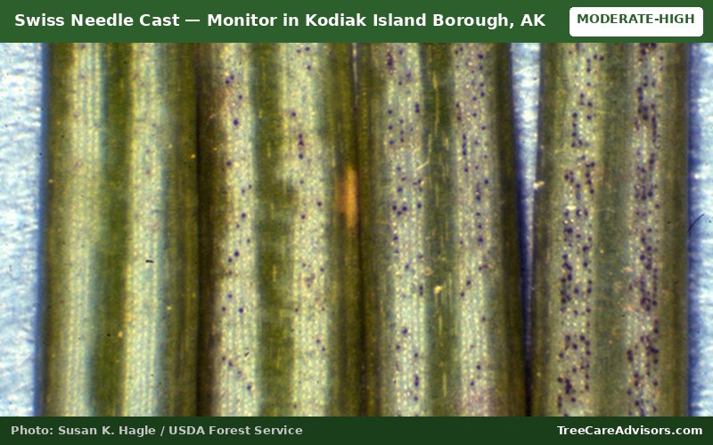 Swiss Needle Cast  -  active in Kodiak Island Borough, AK