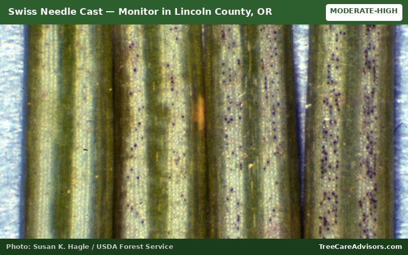 Swiss Needle Cast  -  active in Lincoln County, OR