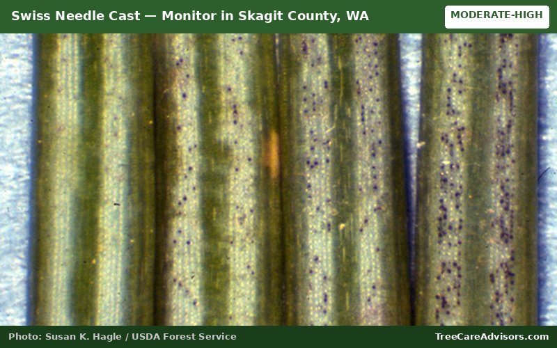 Swiss Needle Cast  -  active in Skagit County, WA
