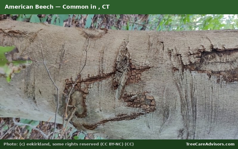 American Beech  -  common in , CT