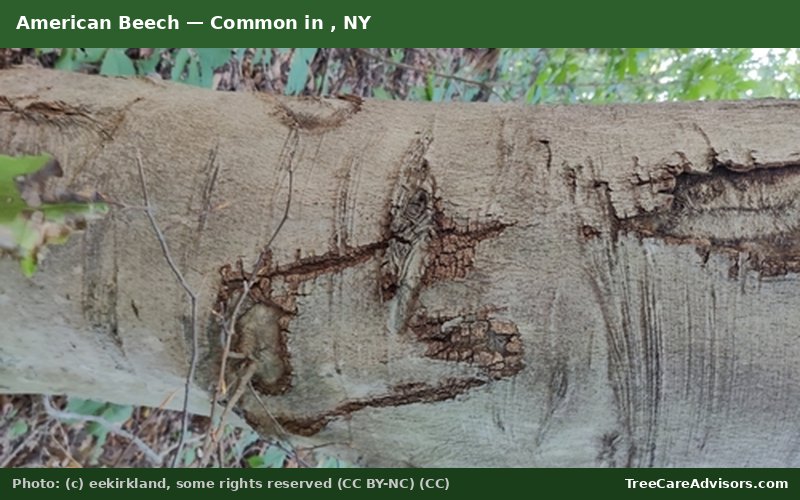 American Beech  -  common in , NY