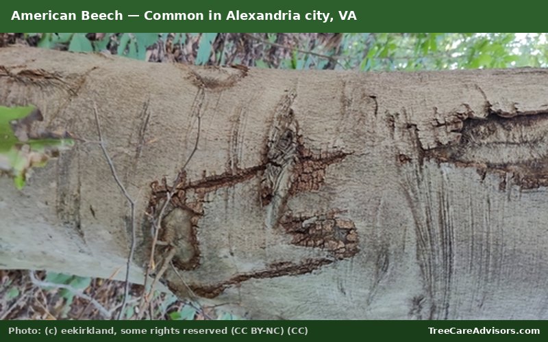 American Beech  -  common in Alexandria city, VA