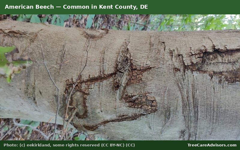 American Beech  -  common in Kent County, DE