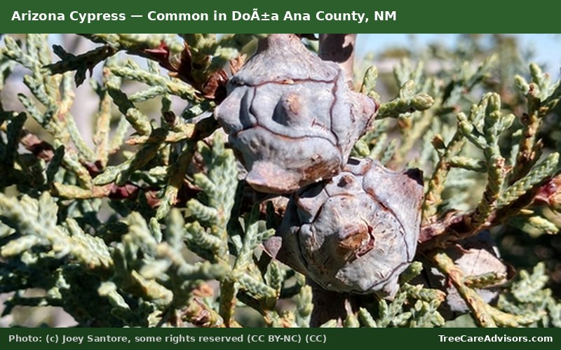 Arizona Cypress  -  common in DoÃ±a Ana County, NM