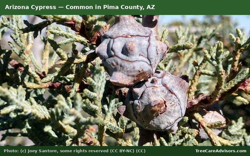 Arizona Cypress  -  common in Pima County, AZ