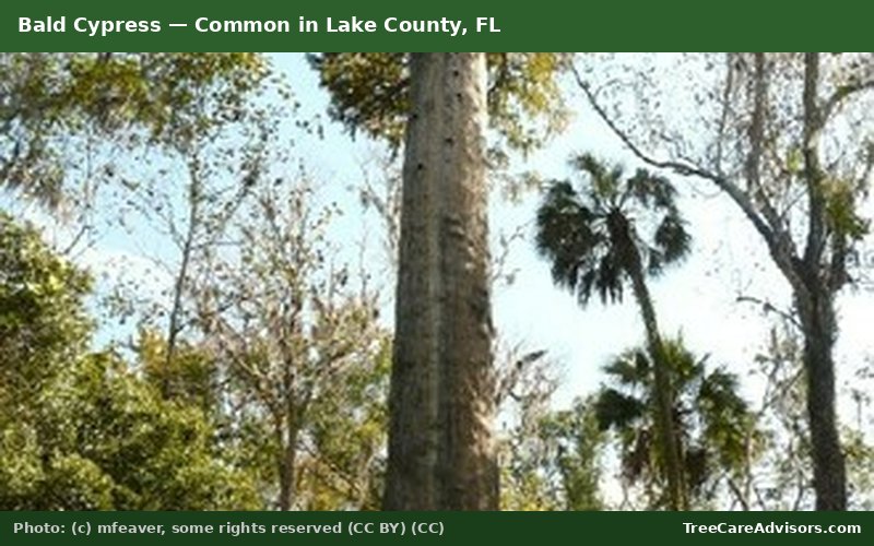 Bald Cypress  -  common in Lake County, FL