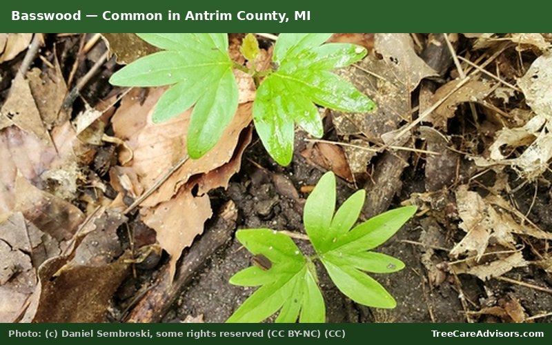 Basswood  -  common in Antrim County, MI