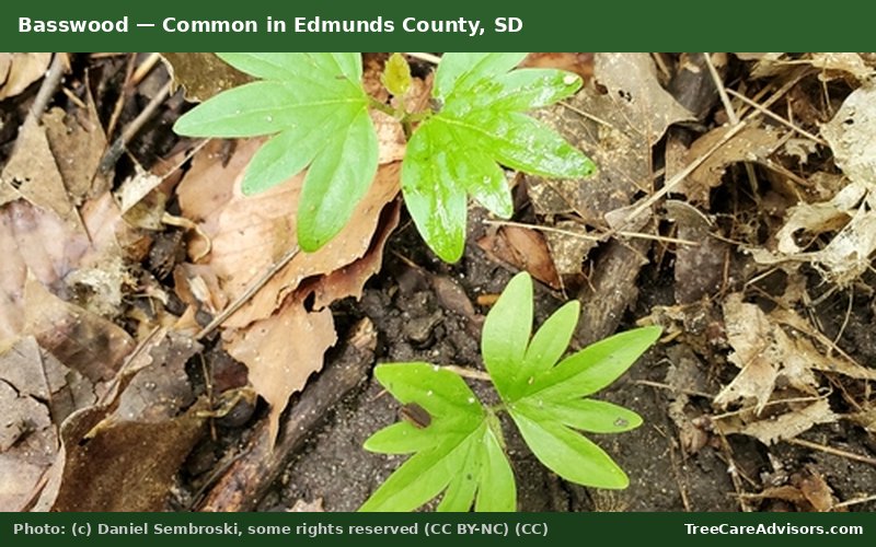 Basswood  -  common in Edmunds County, SD
