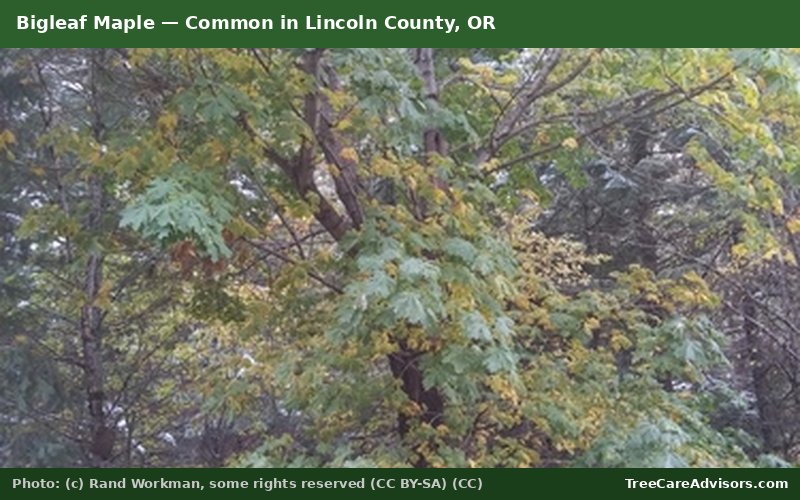 Bigleaf Maple  -  common in Lincoln County, OR