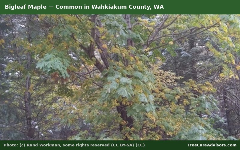 Bigleaf Maple  -  common in Wahkiakum County, WA