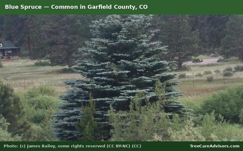 Blue Spruce  -  common in Garfield County, CO