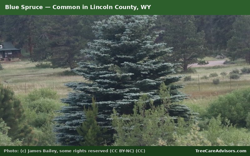 Blue Spruce  -  common in Lincoln County, WY